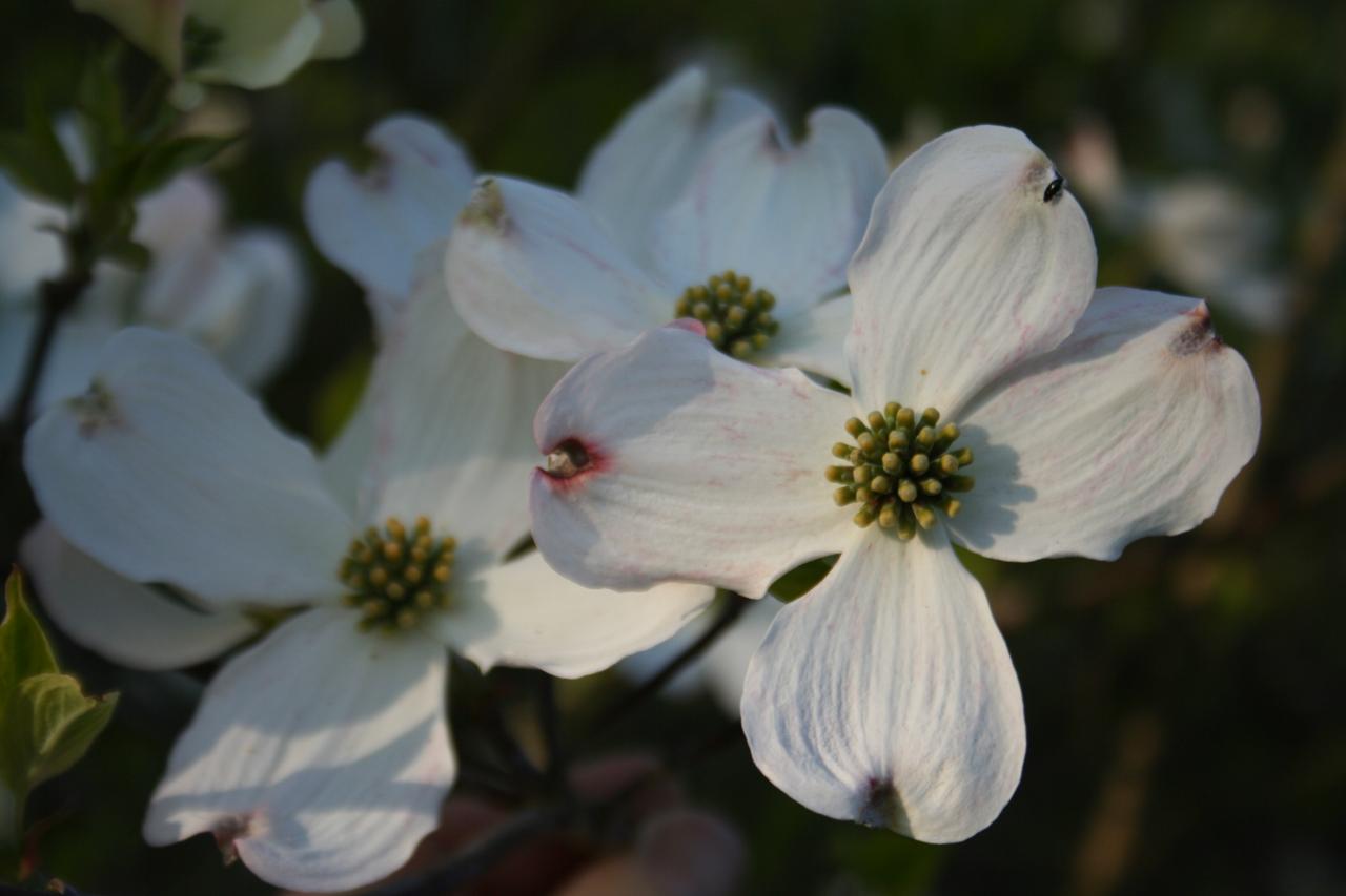 Cornus florida 'Rainbow'