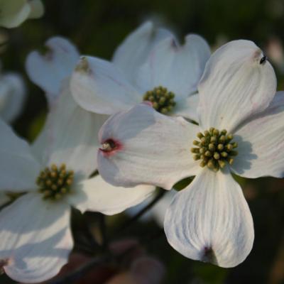 Cornus florida 'Rainbow'