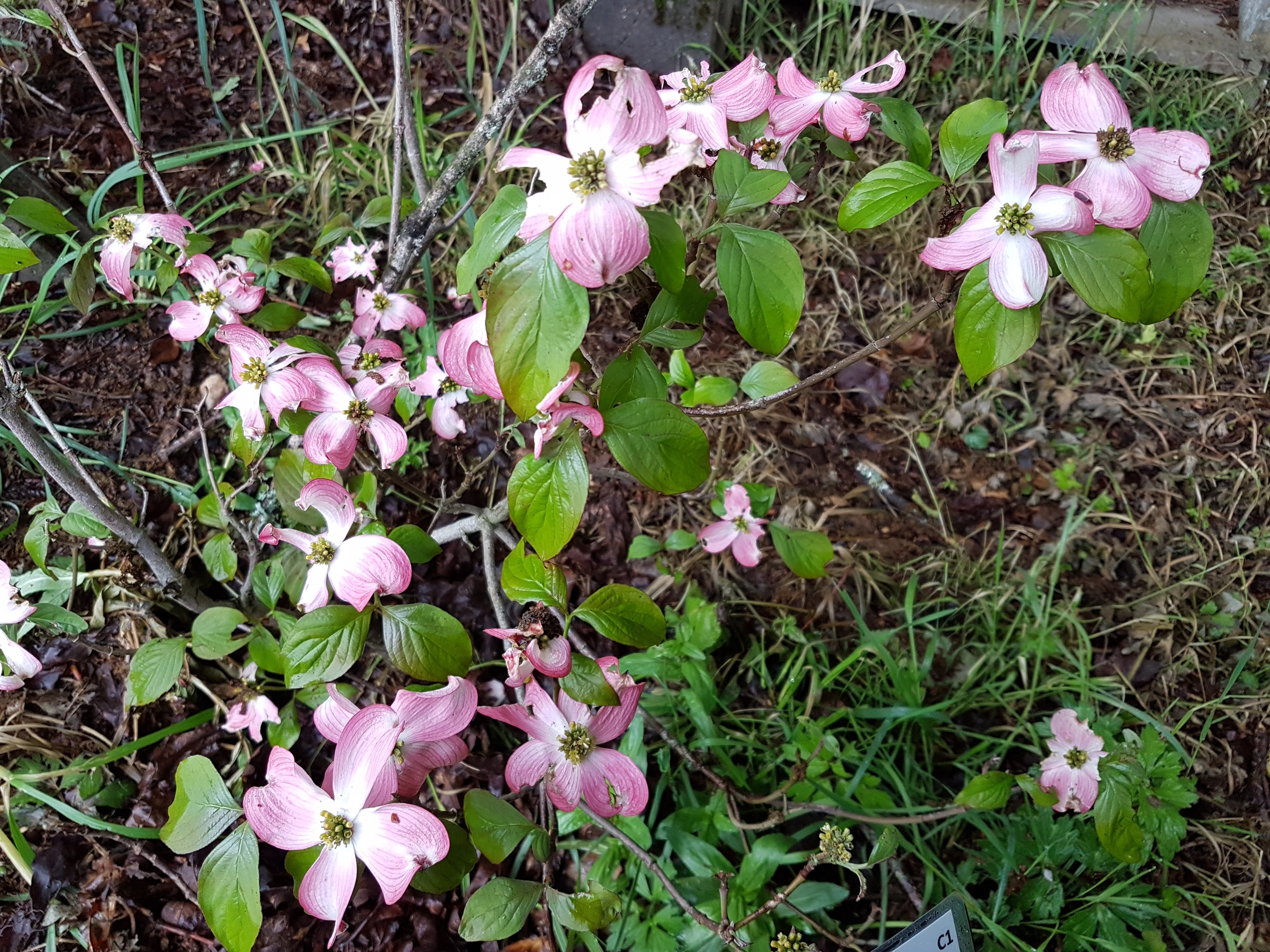 Cornus florida 'Rubra'