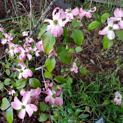 Cornus florida 'Rubra'