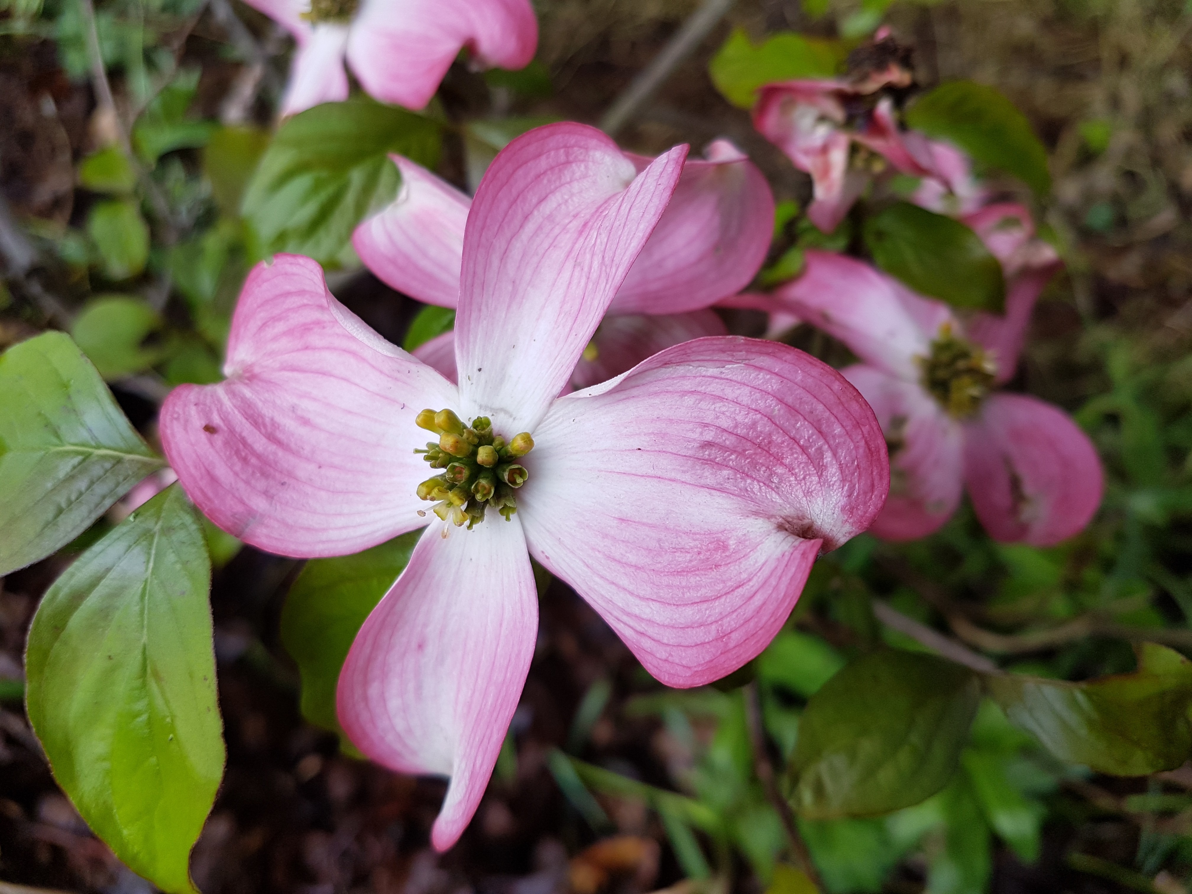 Cornus florida 'Rubra'