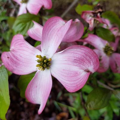 Cornus florida 'Rubra'