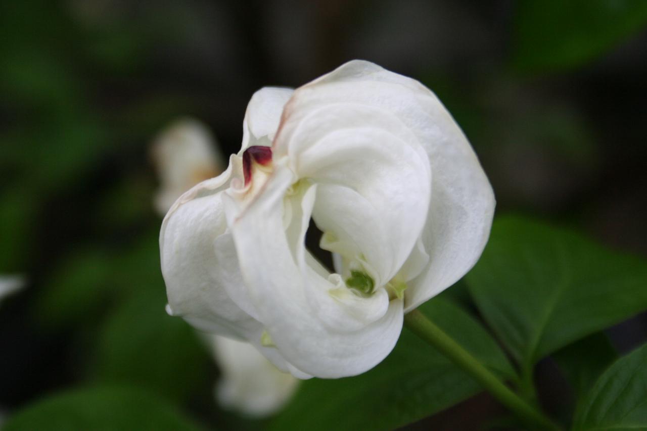 Cornus (bot.) florida ssp. pluribracteata