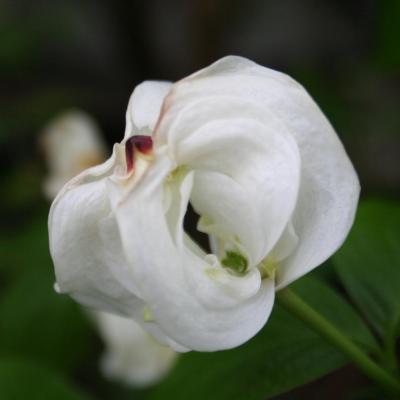 Cornus (bot.) florida ssp. pluribracteata