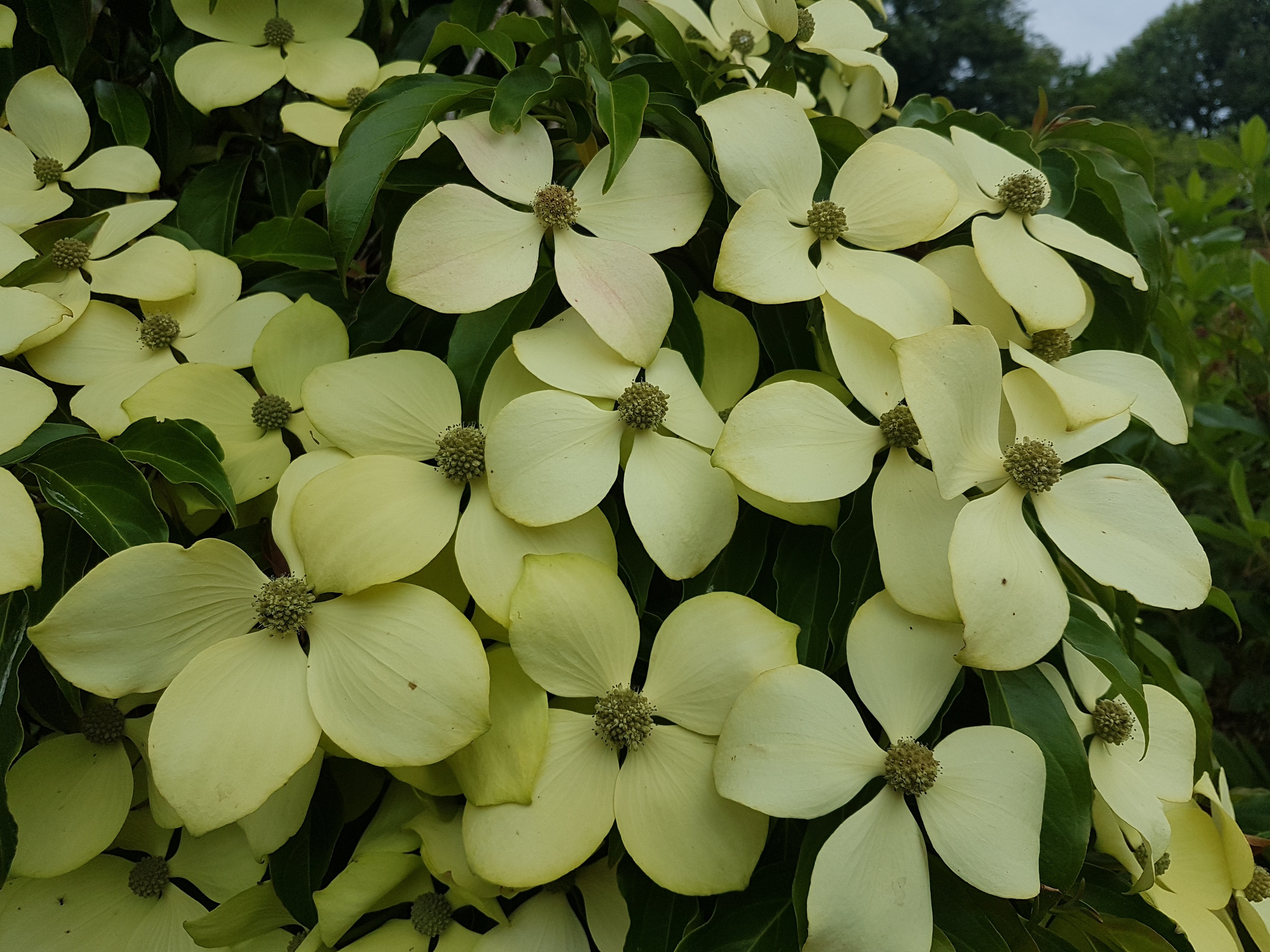 Cornus (bot.) hongkongensis