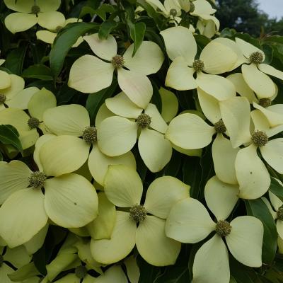 Cornus (bot.) hongkongensis