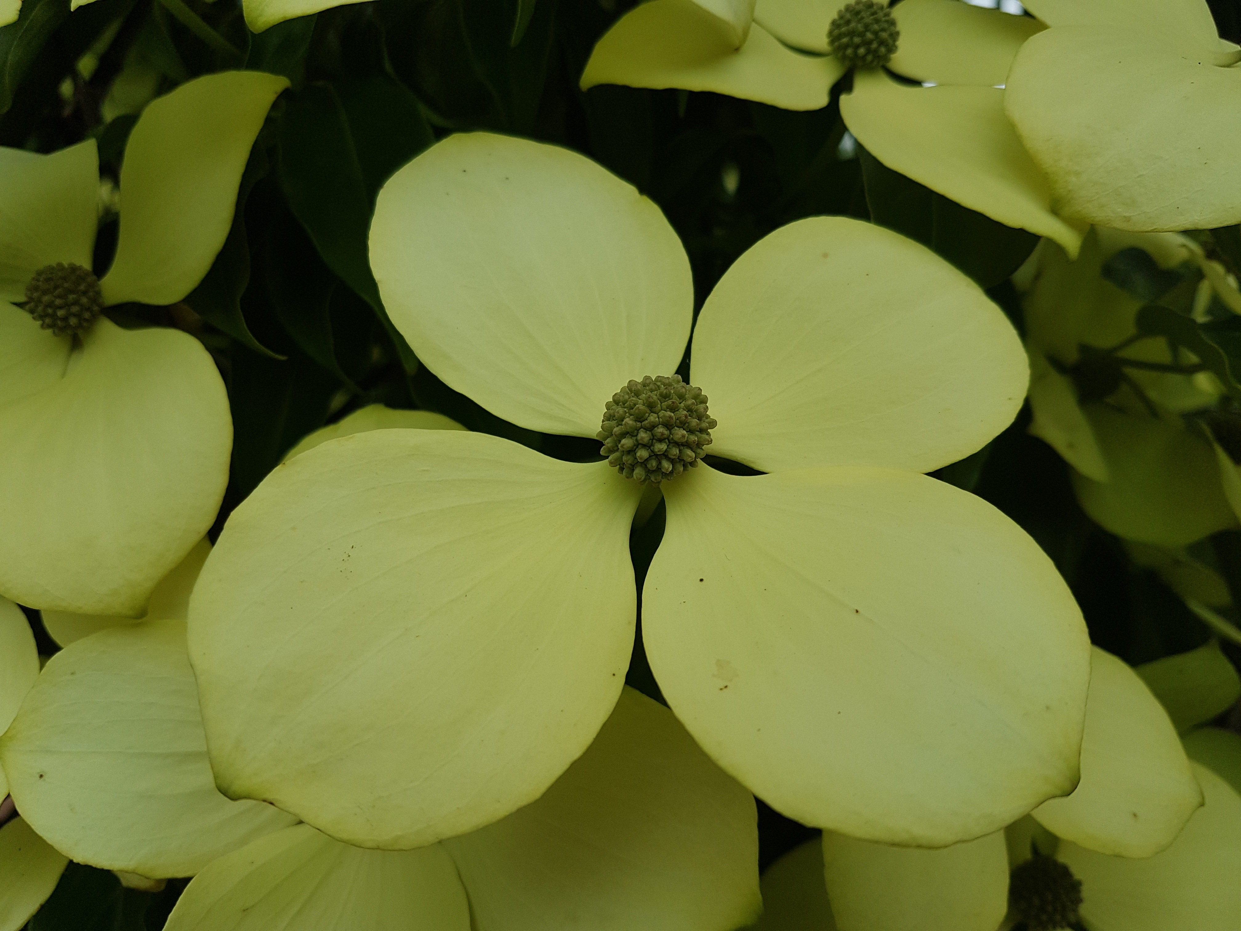 Cornus (bot.) hongkongensis