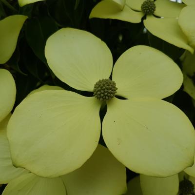 Cornus