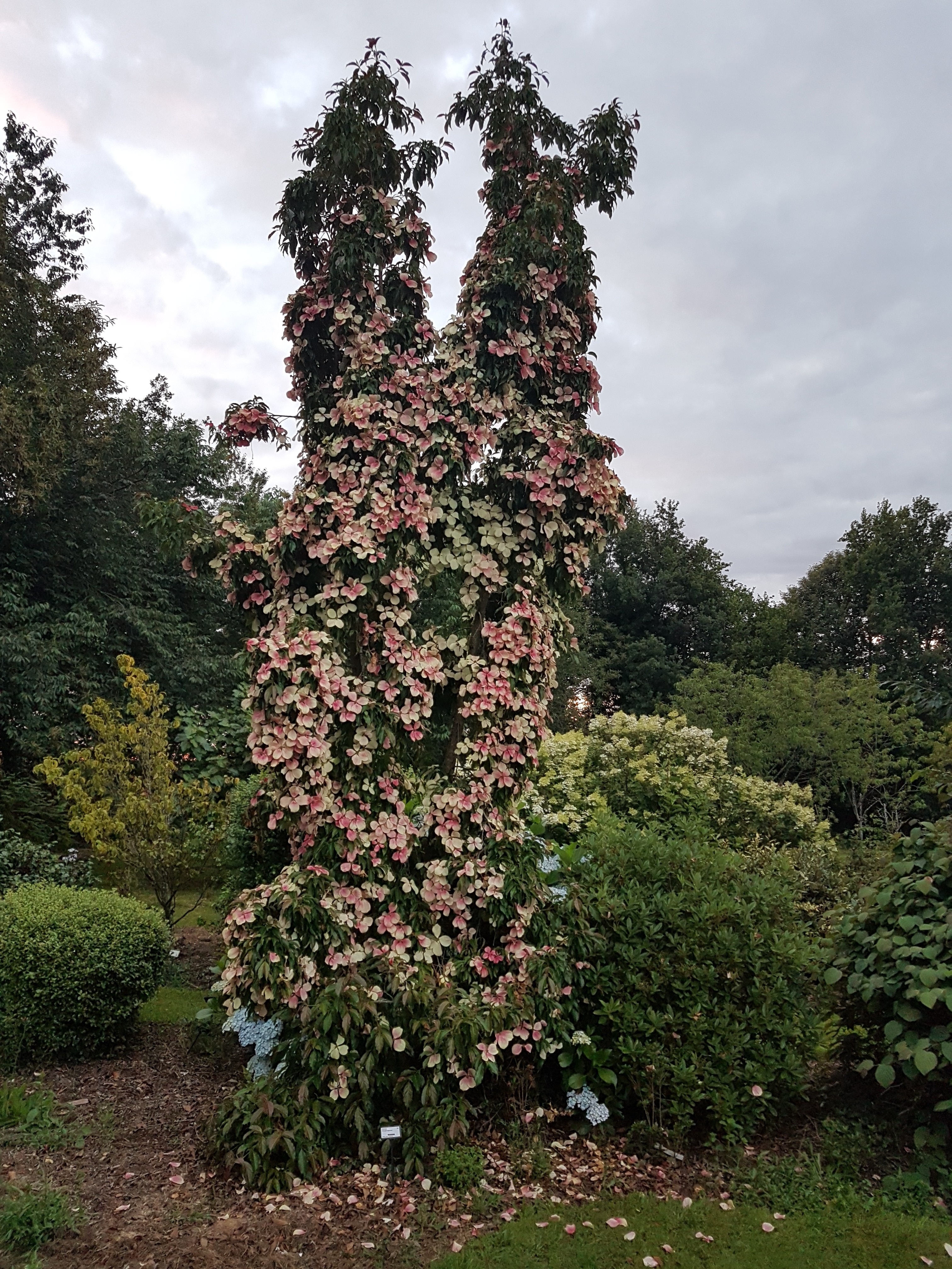 Cornus (bot.) hongkongensis