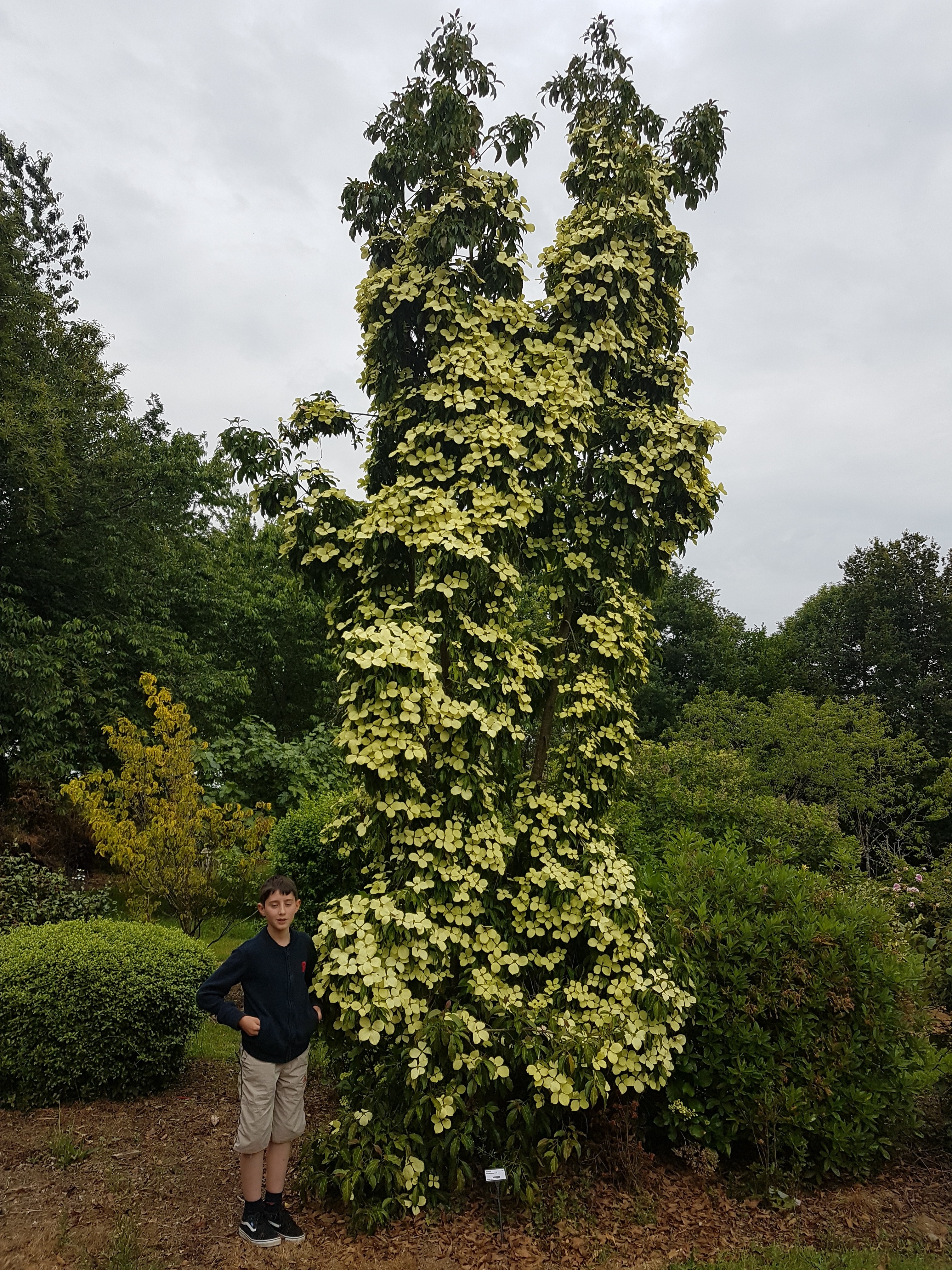 Cornus (bot.) hongkongensis