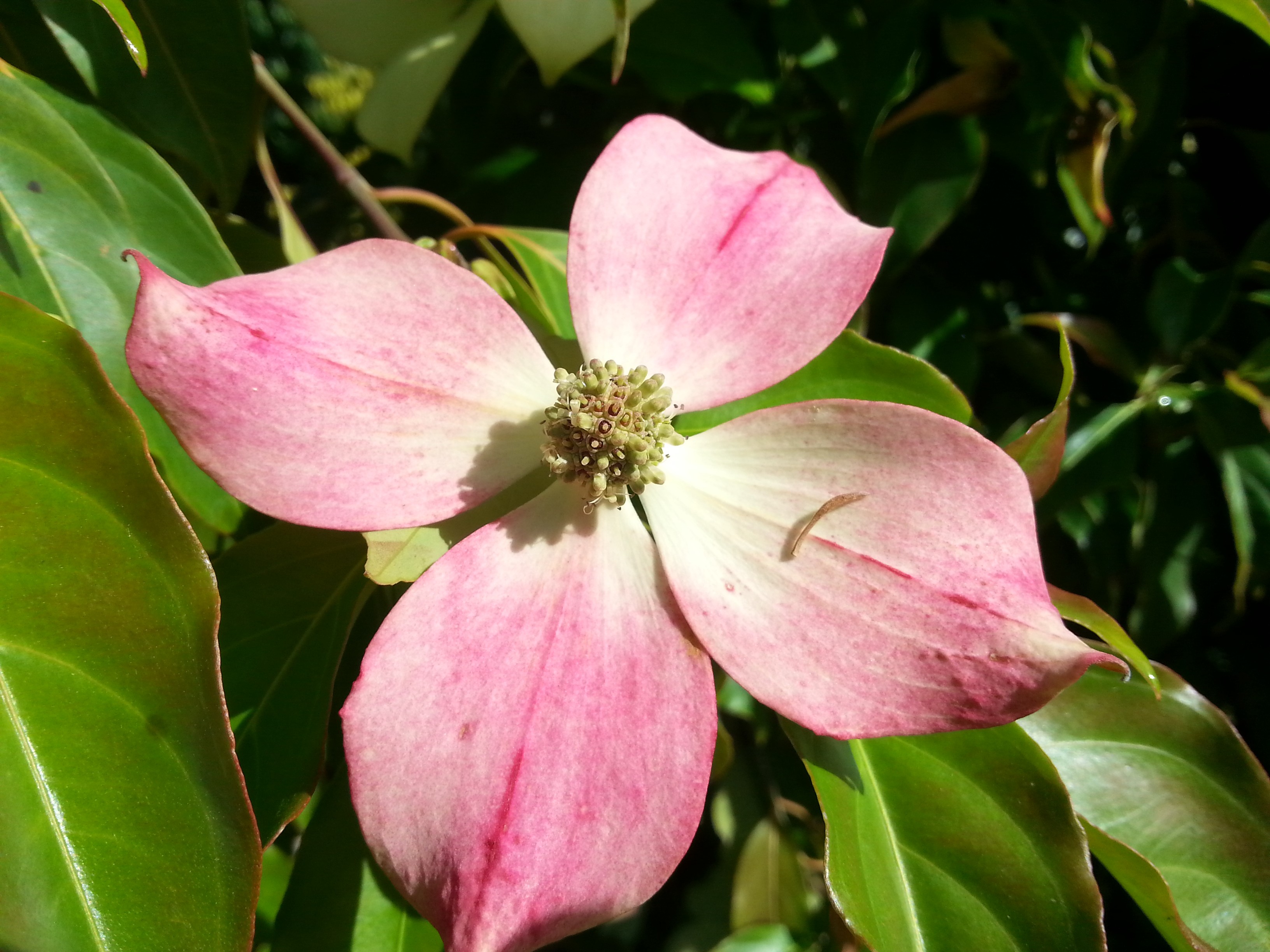 Cornus (bot.) hongkongensis