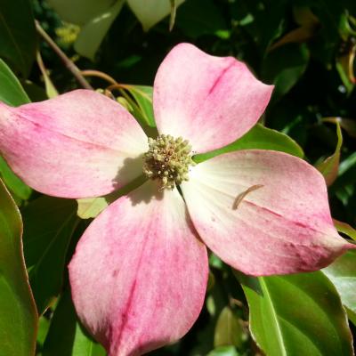 Cornus (bot.) hongkongensis