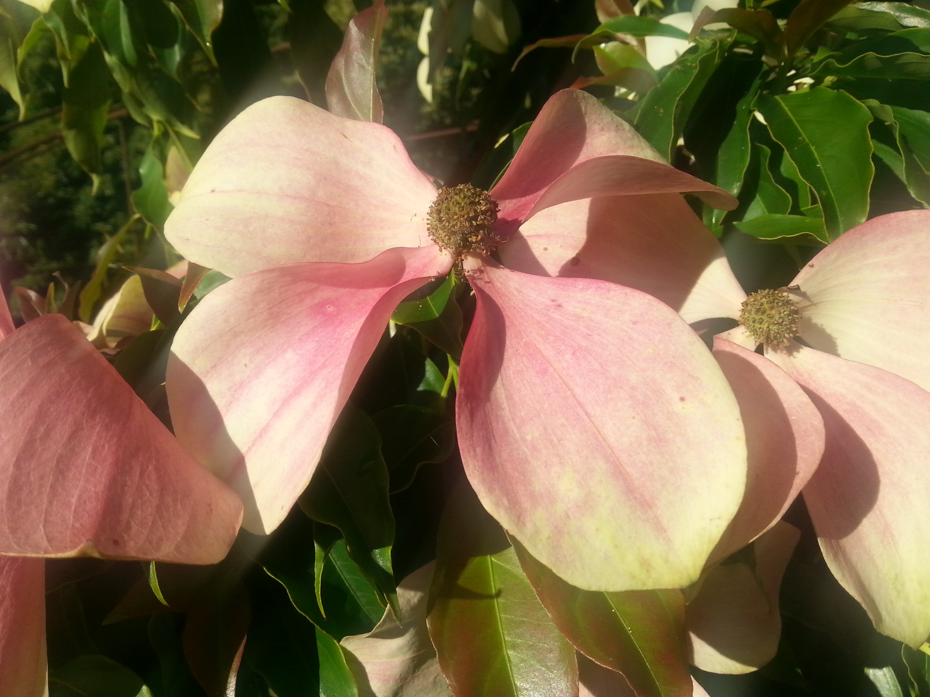 Cornus (bot.) hongkongensis