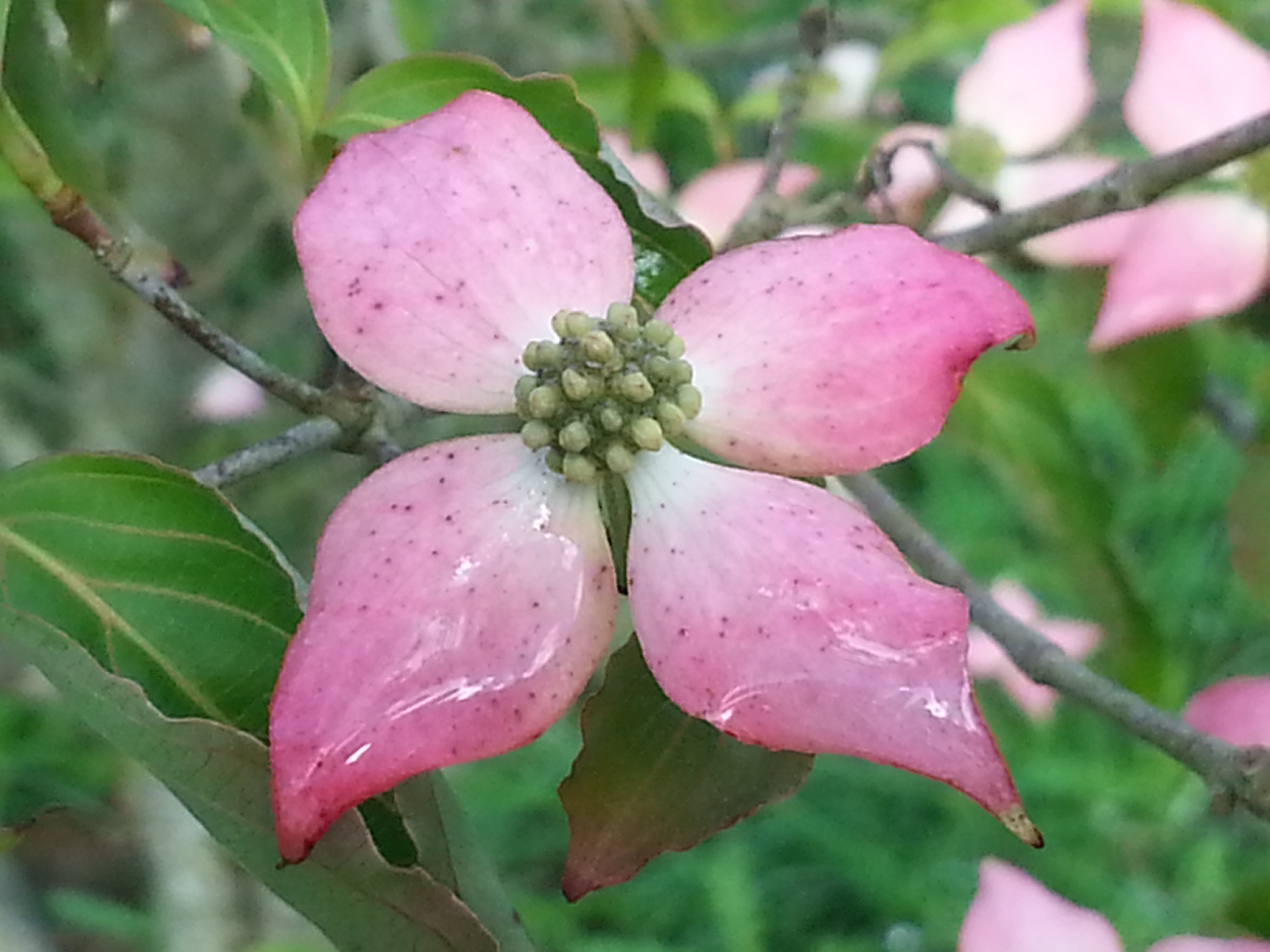 Cornus kousa 'Beni-fuji'