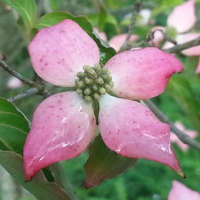 Cornus kousa 'Beni-fuji'