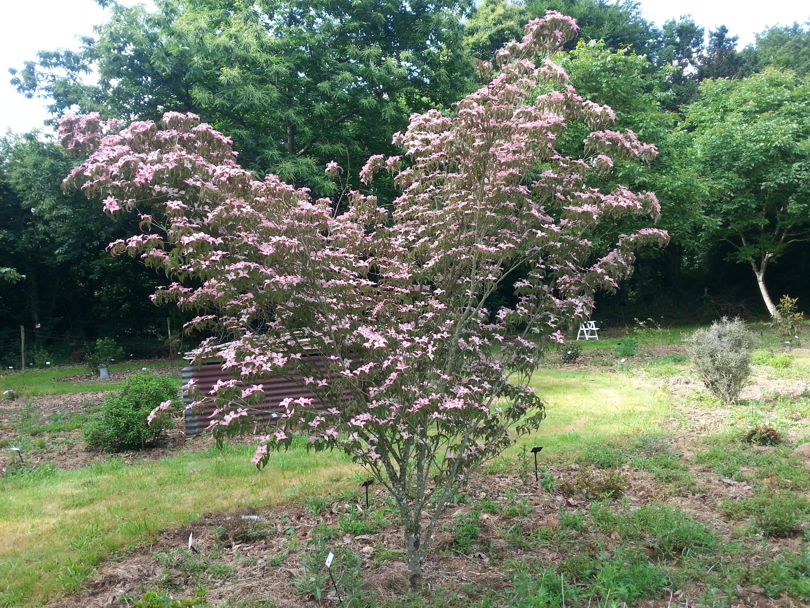 Cornus kousa 'Beni-fuji'