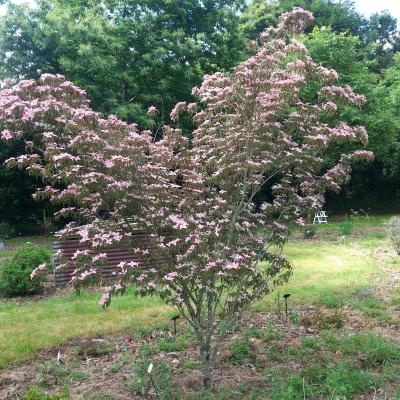 Cornus kousa 'Beni-fuji'