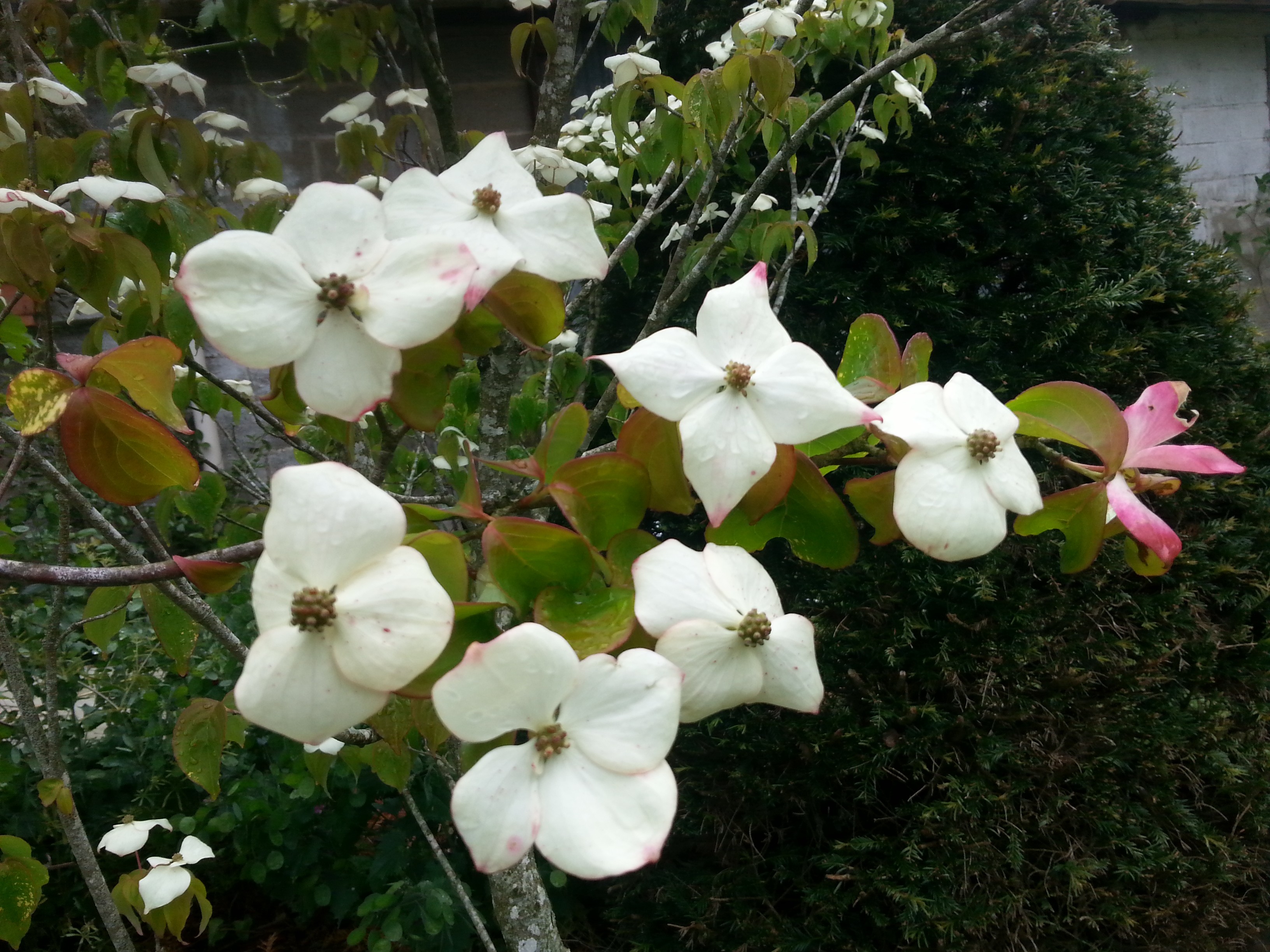 Cornus kousa 'Claudia'