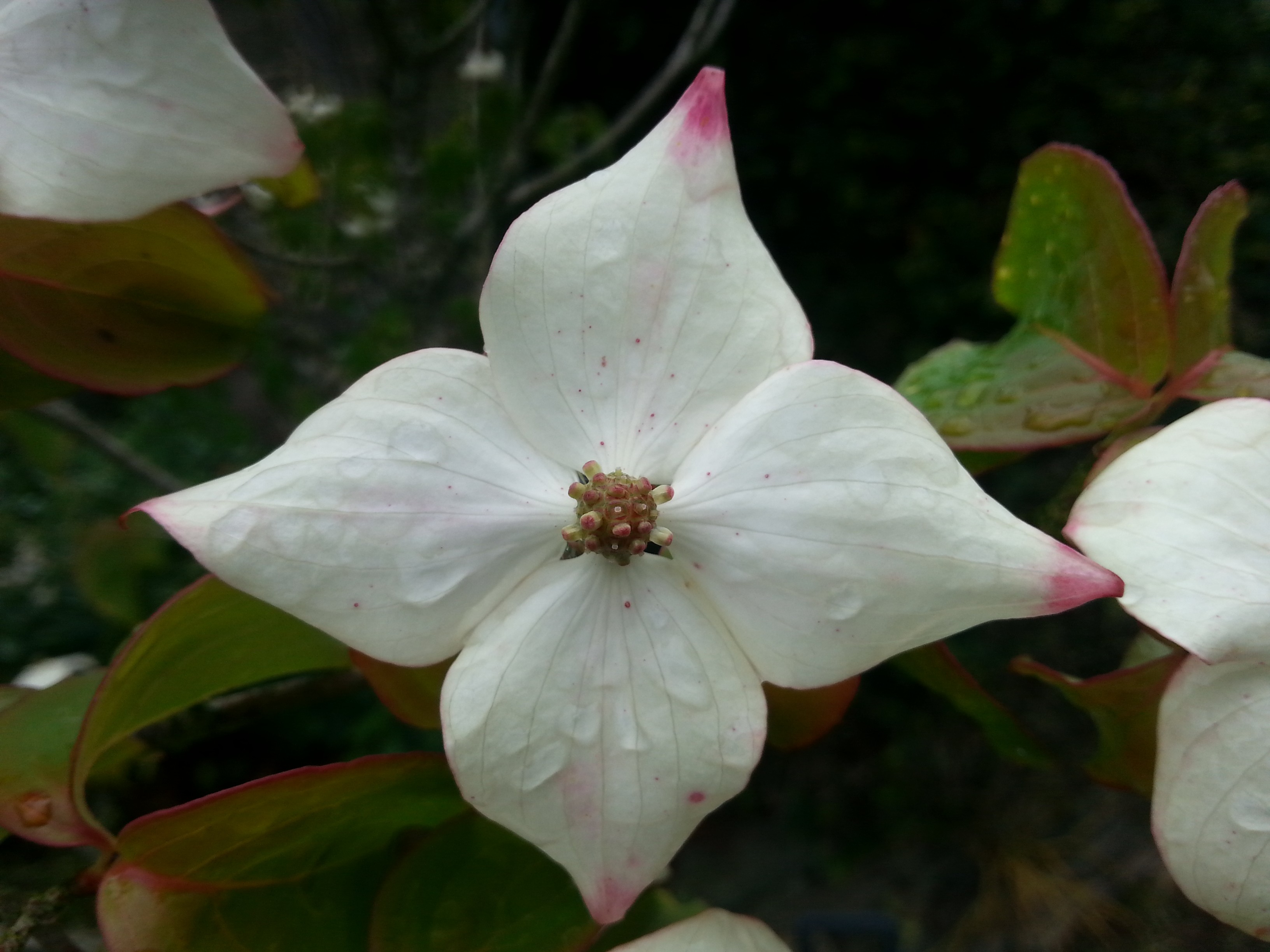 Cornus kousa 'Claudia'