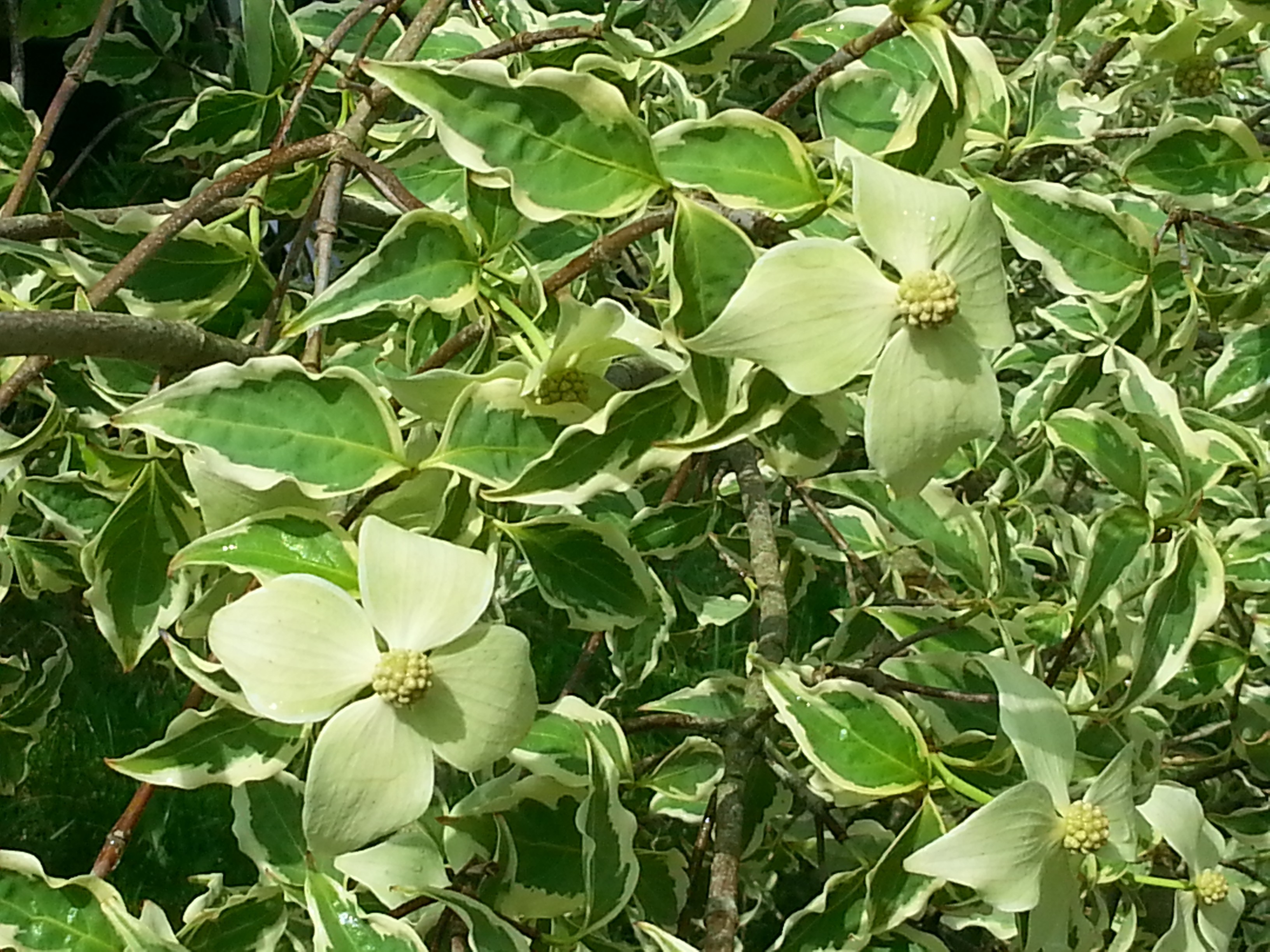 Cornus kousa 'Samaritan'