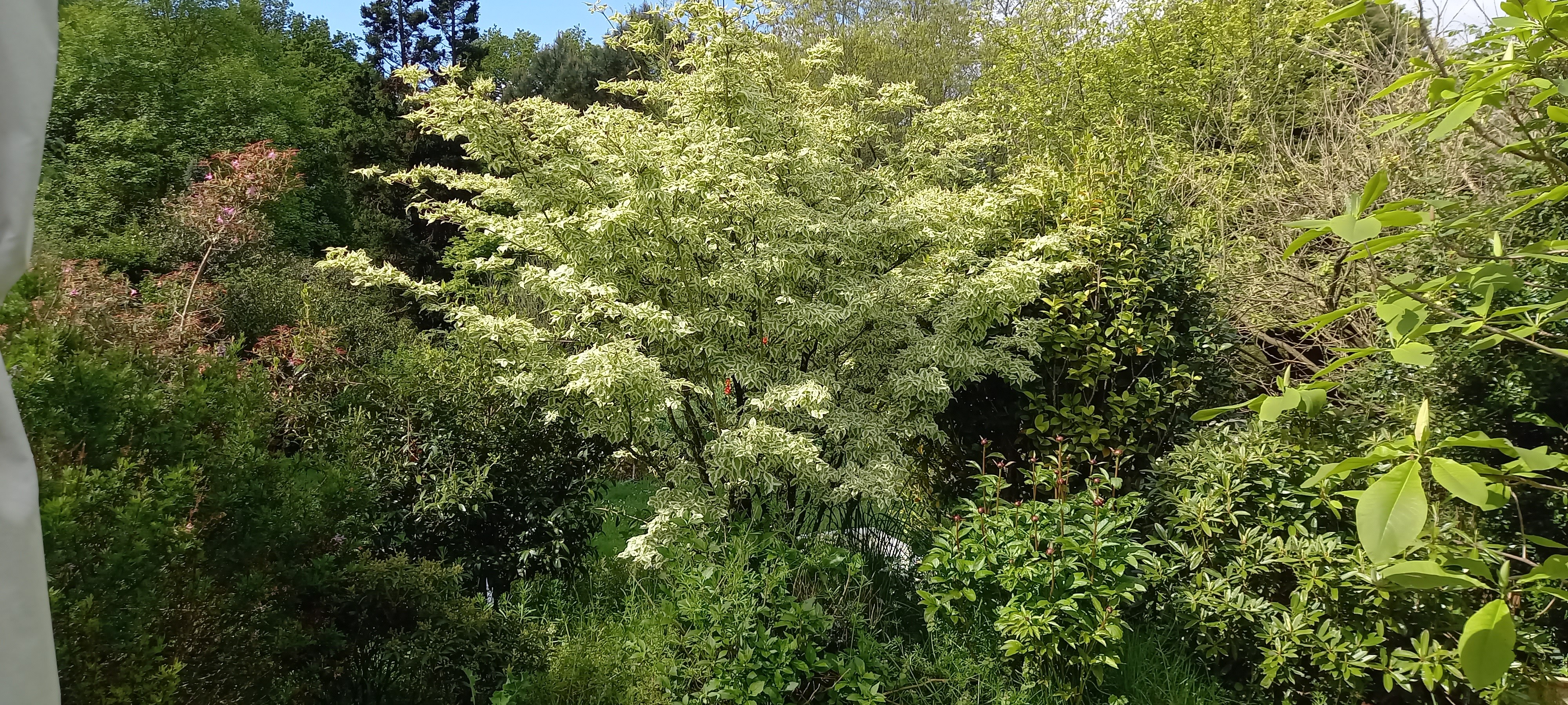 Cornus kousa 'Snowflake'