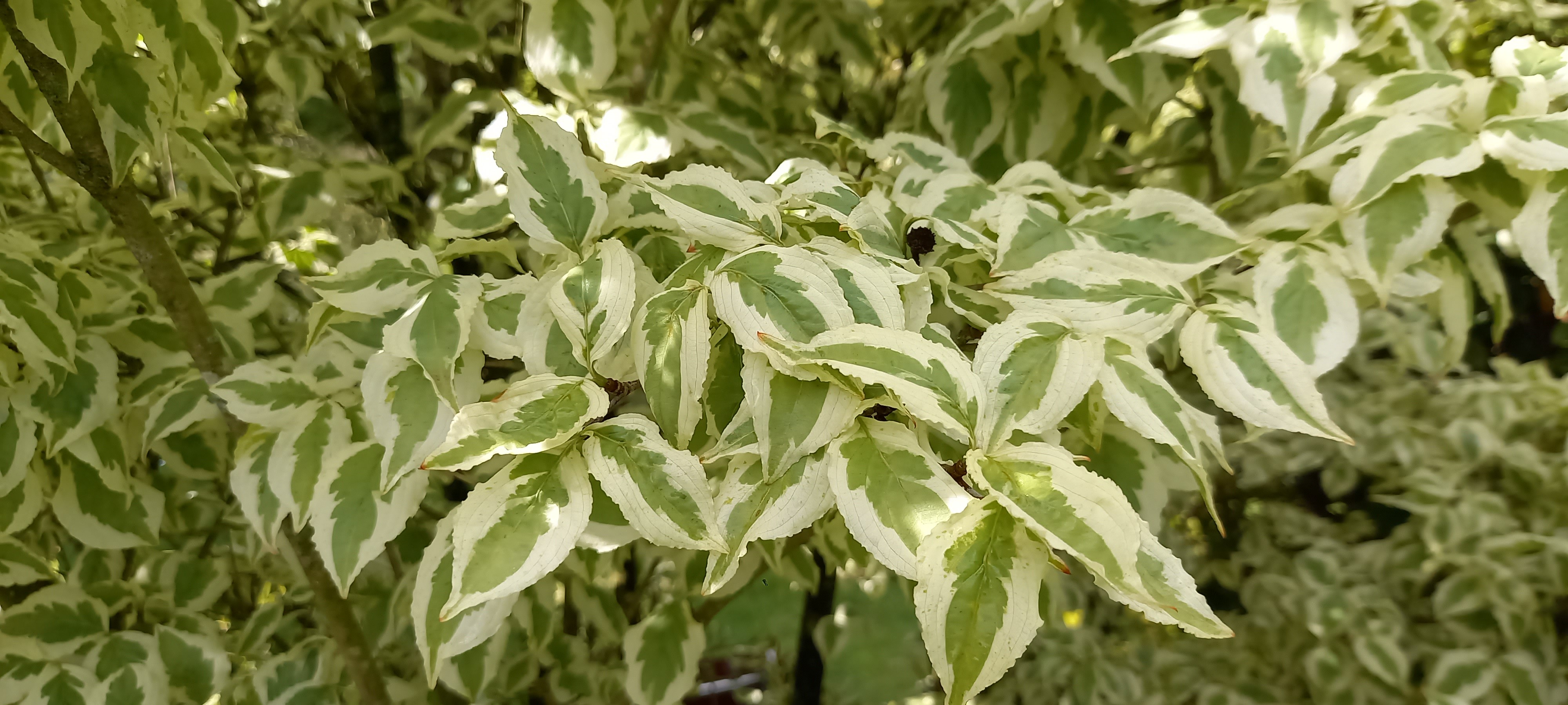 Cornus kousa 'Snowflake'
