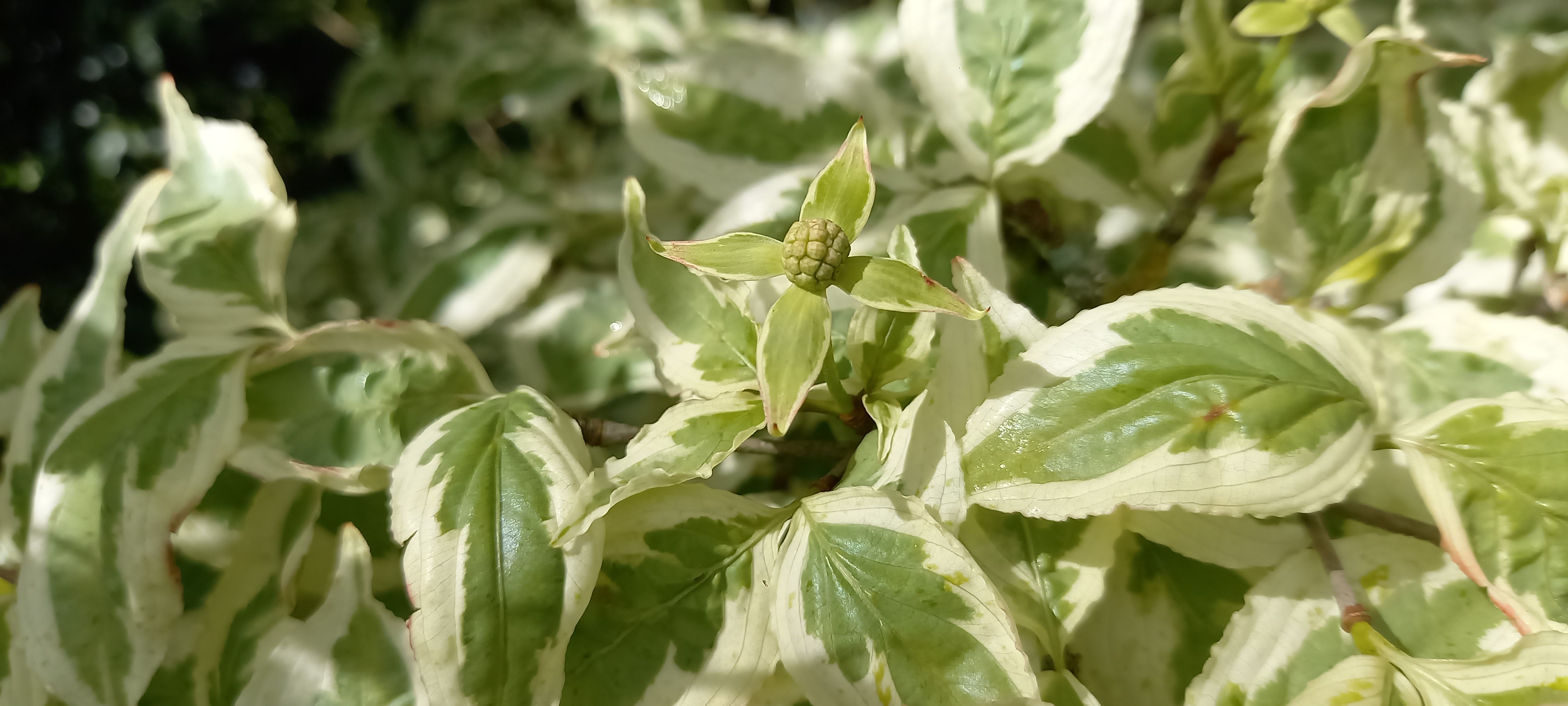 Cornus kousa 'Snowflake'