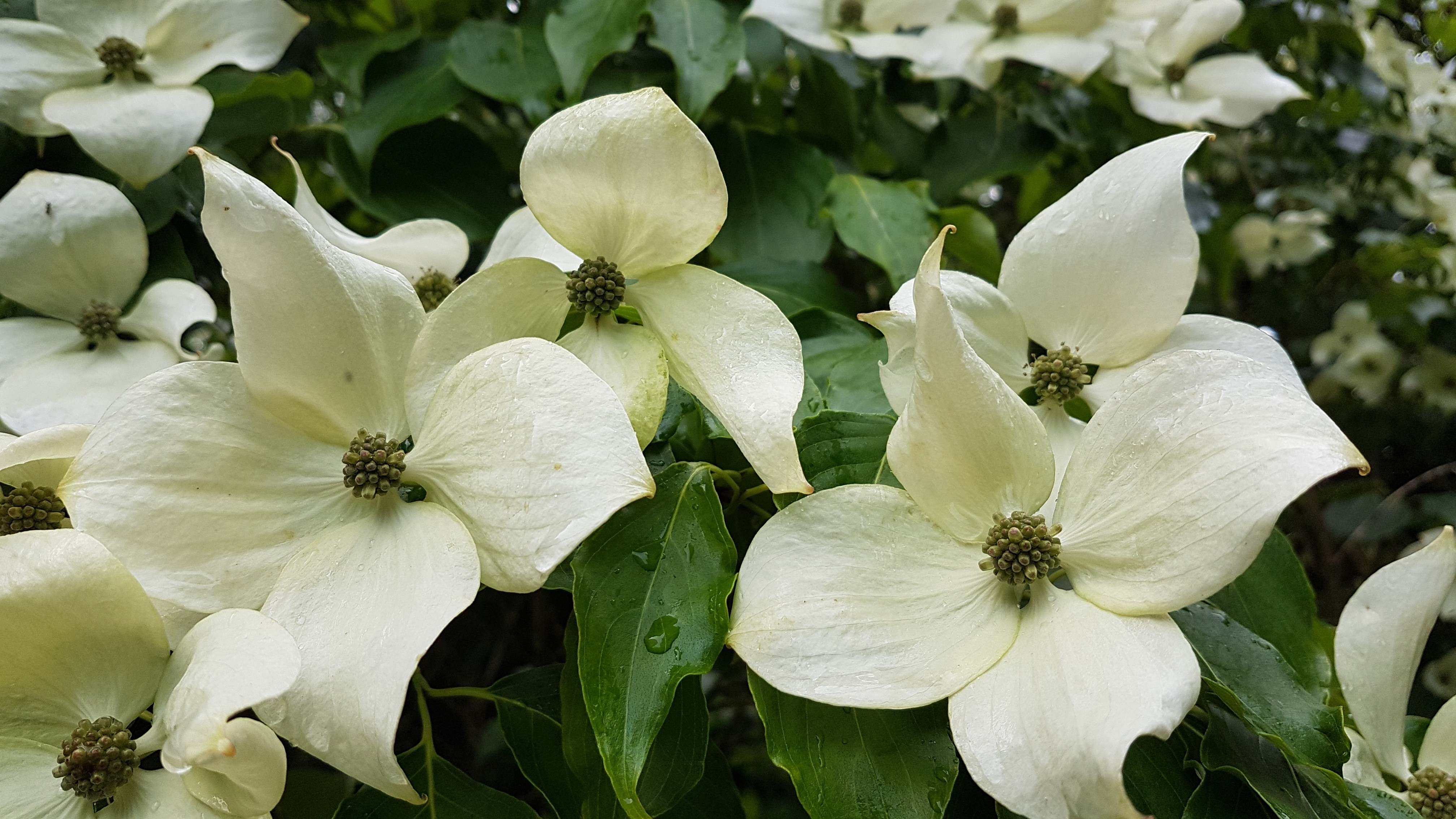Cornus kousa ssp. chinensis 'China Girl'