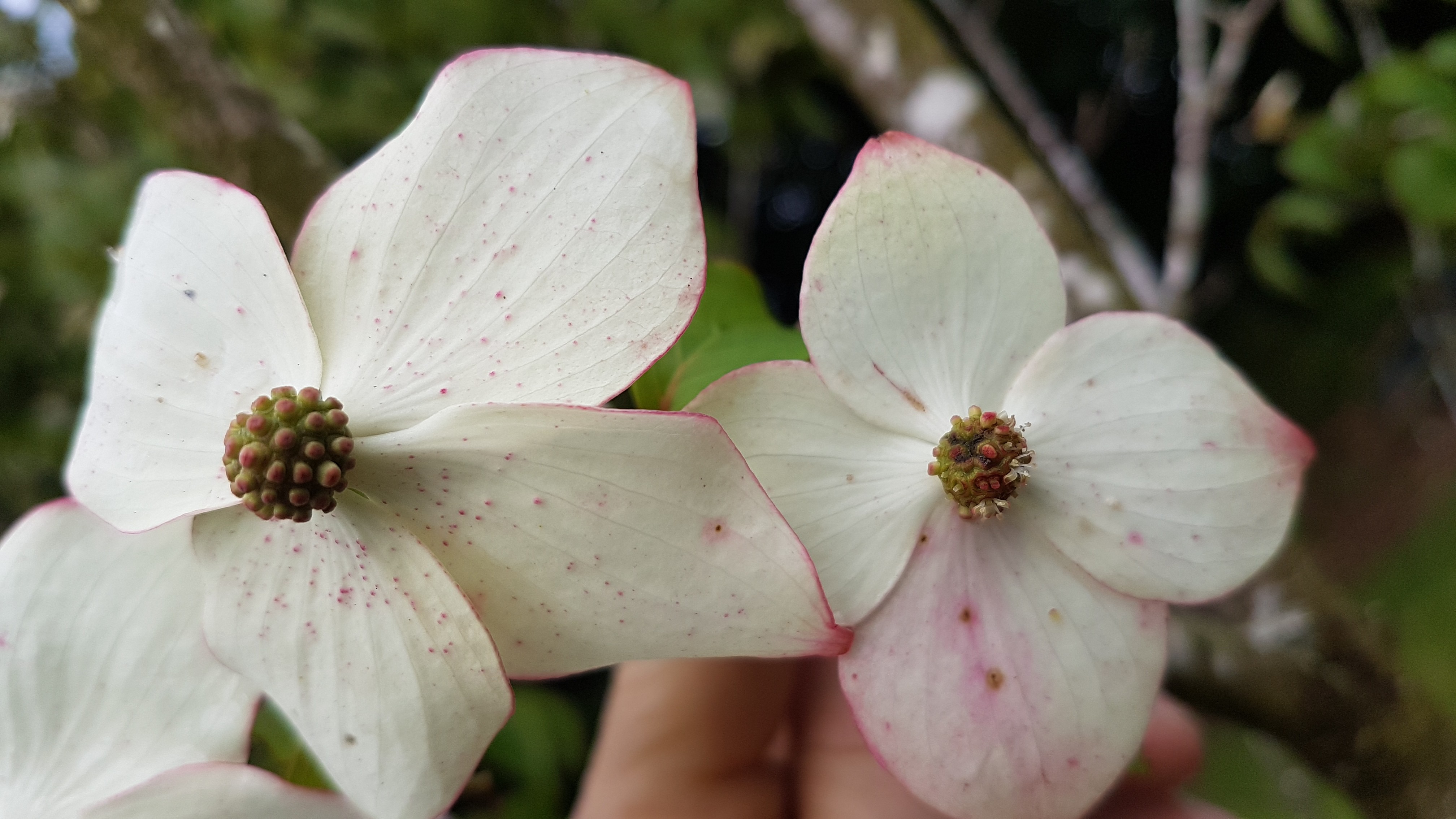 Cornus kousa ssp. chinensis 'Wieting's Select'