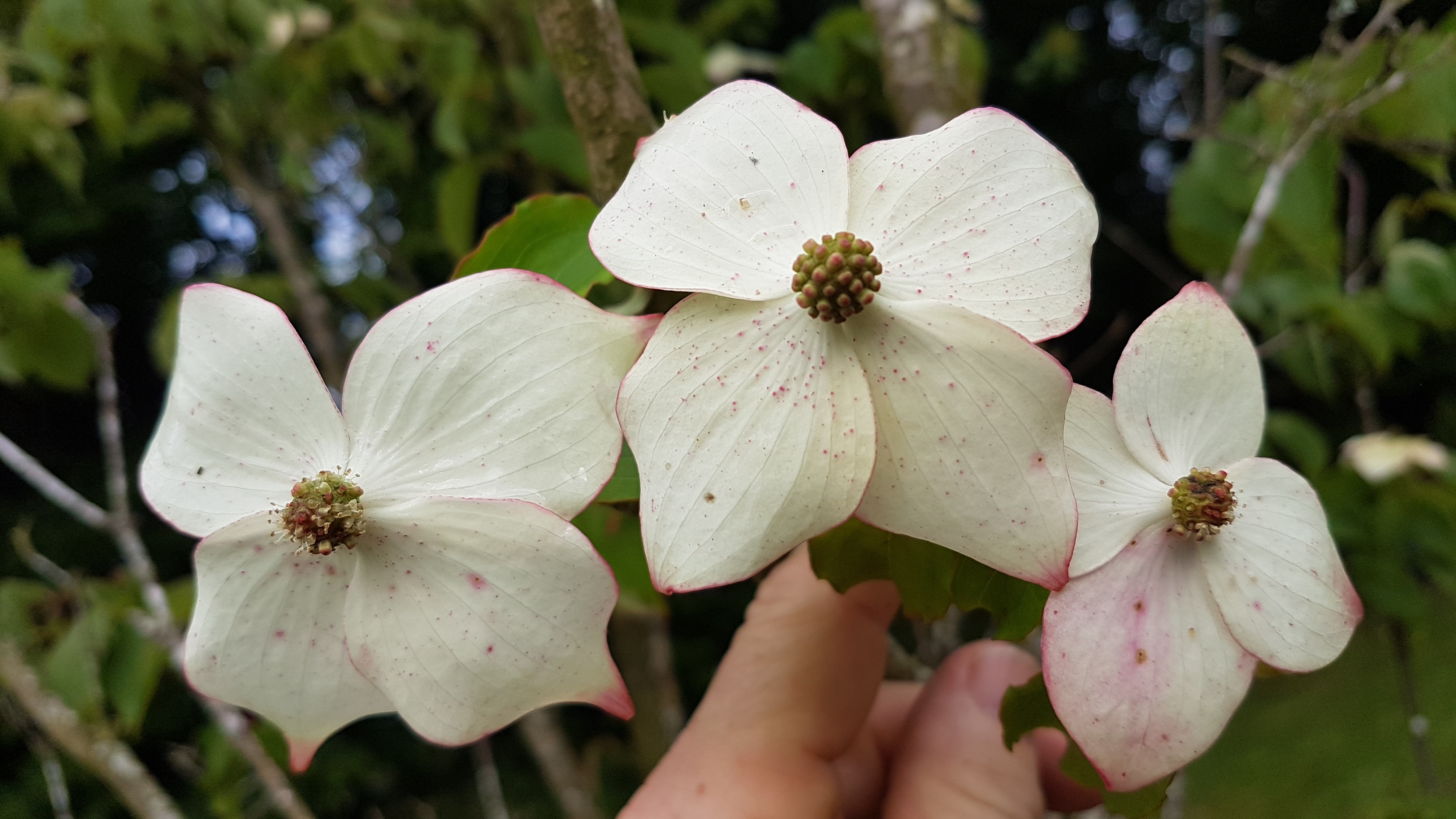 Cornus kousa ssp. chinensis 'Wieting's Select'