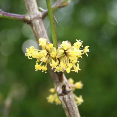 Cornus mas