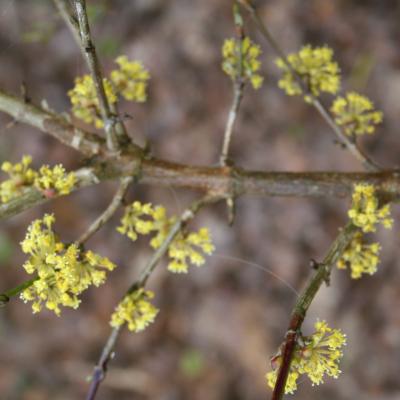 Cornus mas