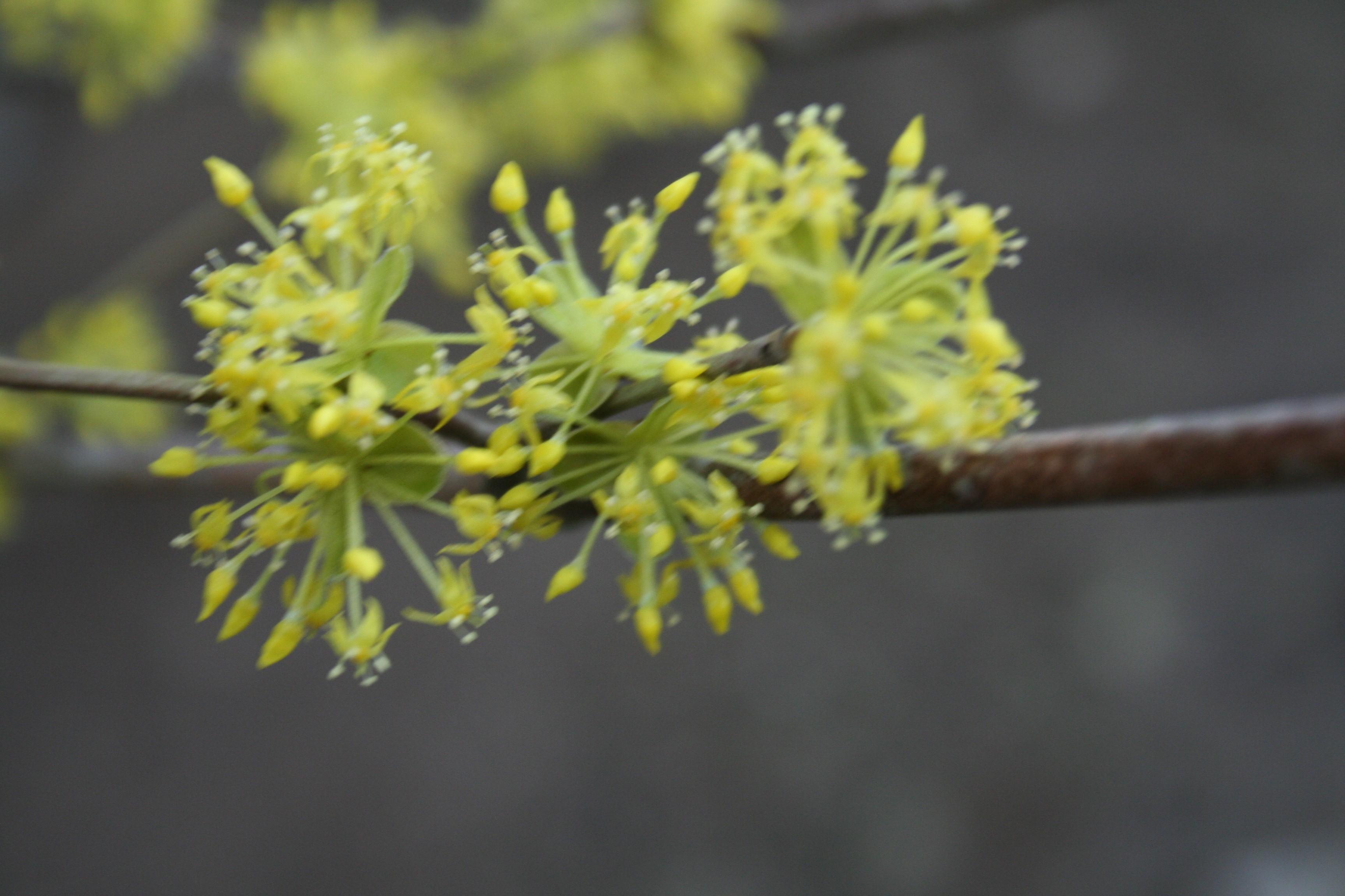 Cornus (bot.) mas