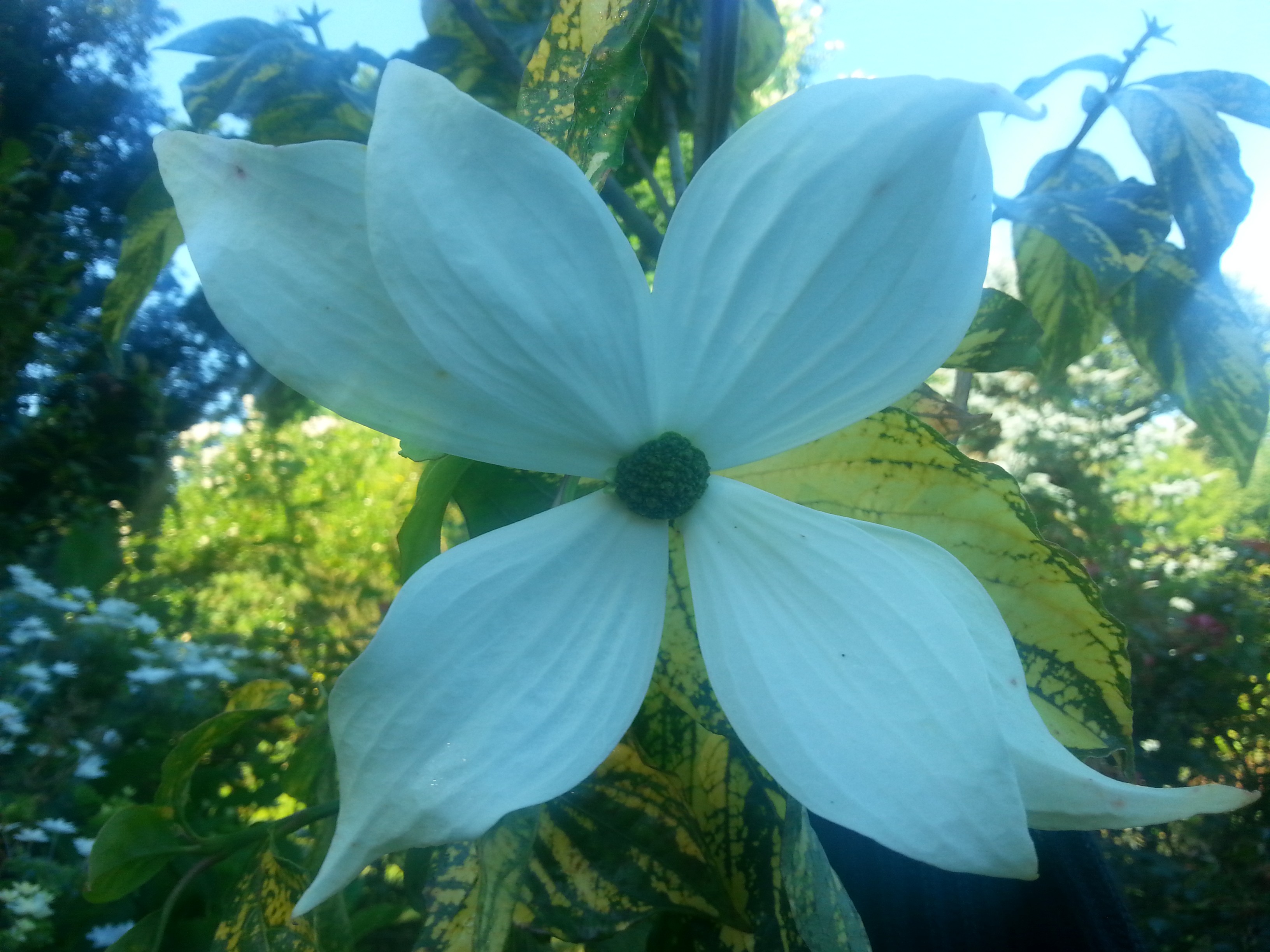 Cornus nuttallii 'Goldspot'