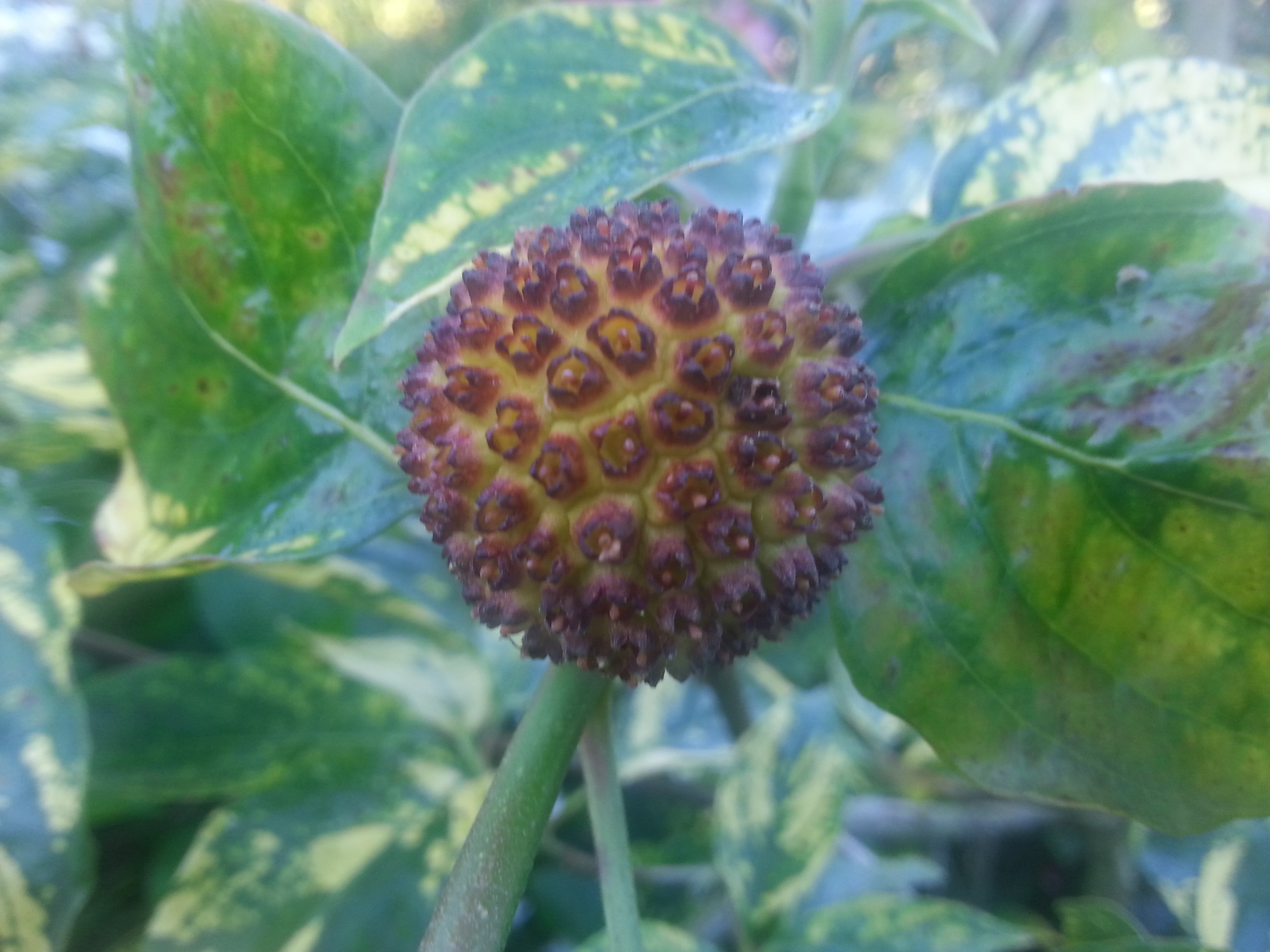Cornus nuttallii 'Goldspot'
