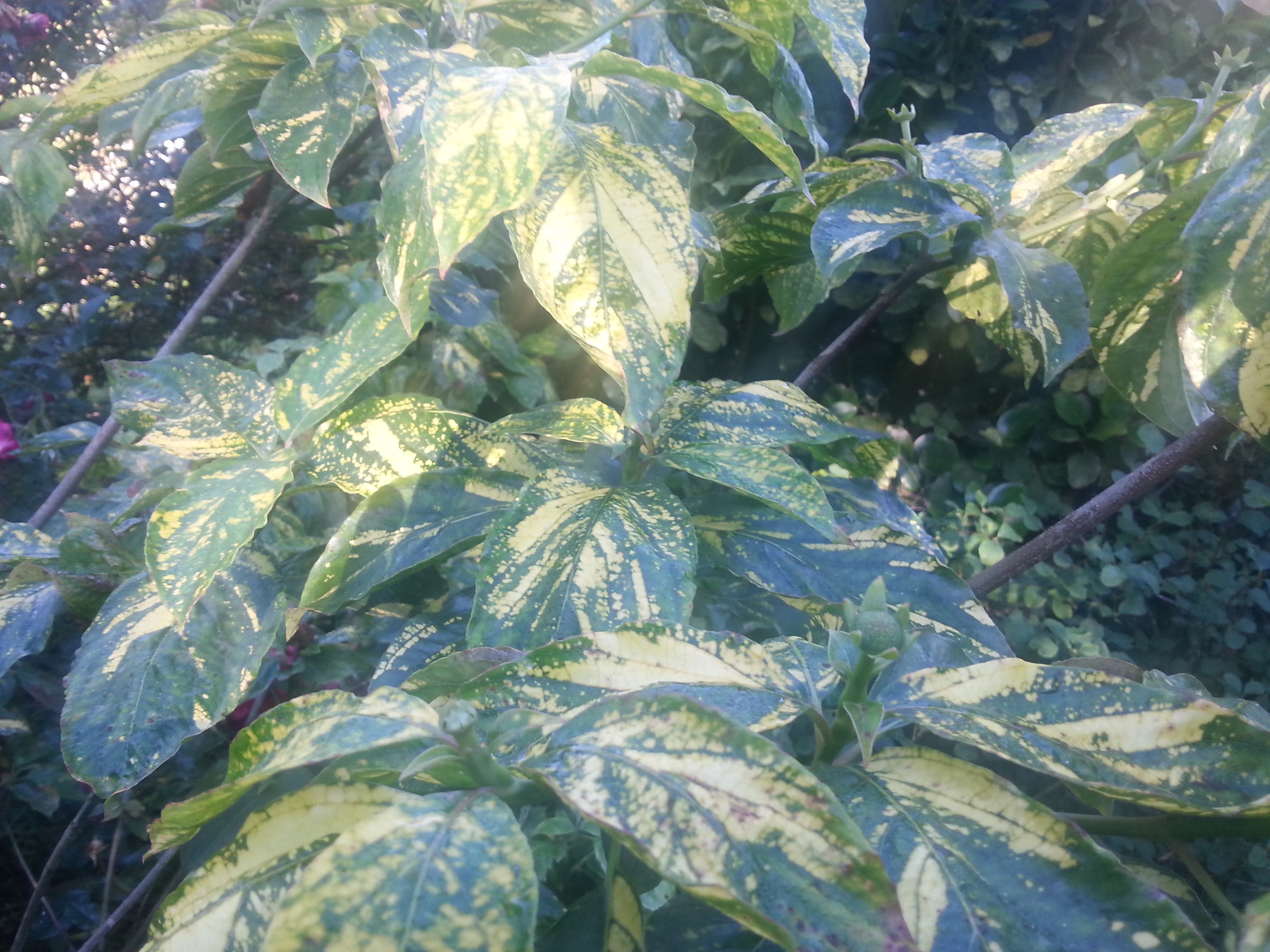 Cornus nuttallii 'Goldspot'