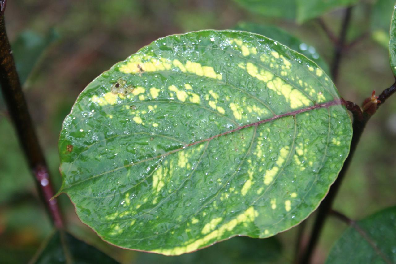 Cornus nuttallii 'Goldspot'