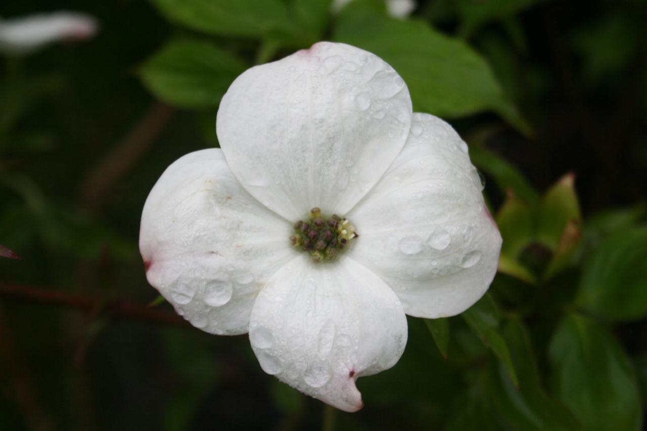 Cornus (bot.) nuttallii