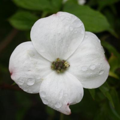 Cornus (bot.) nuttallii