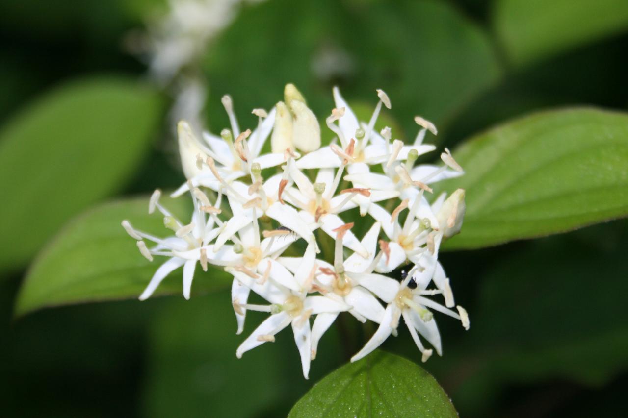 Cornus (bot.)  obliqua