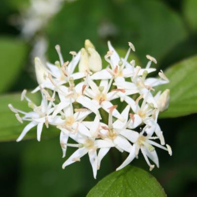 Cornus (bot.)  obliqua