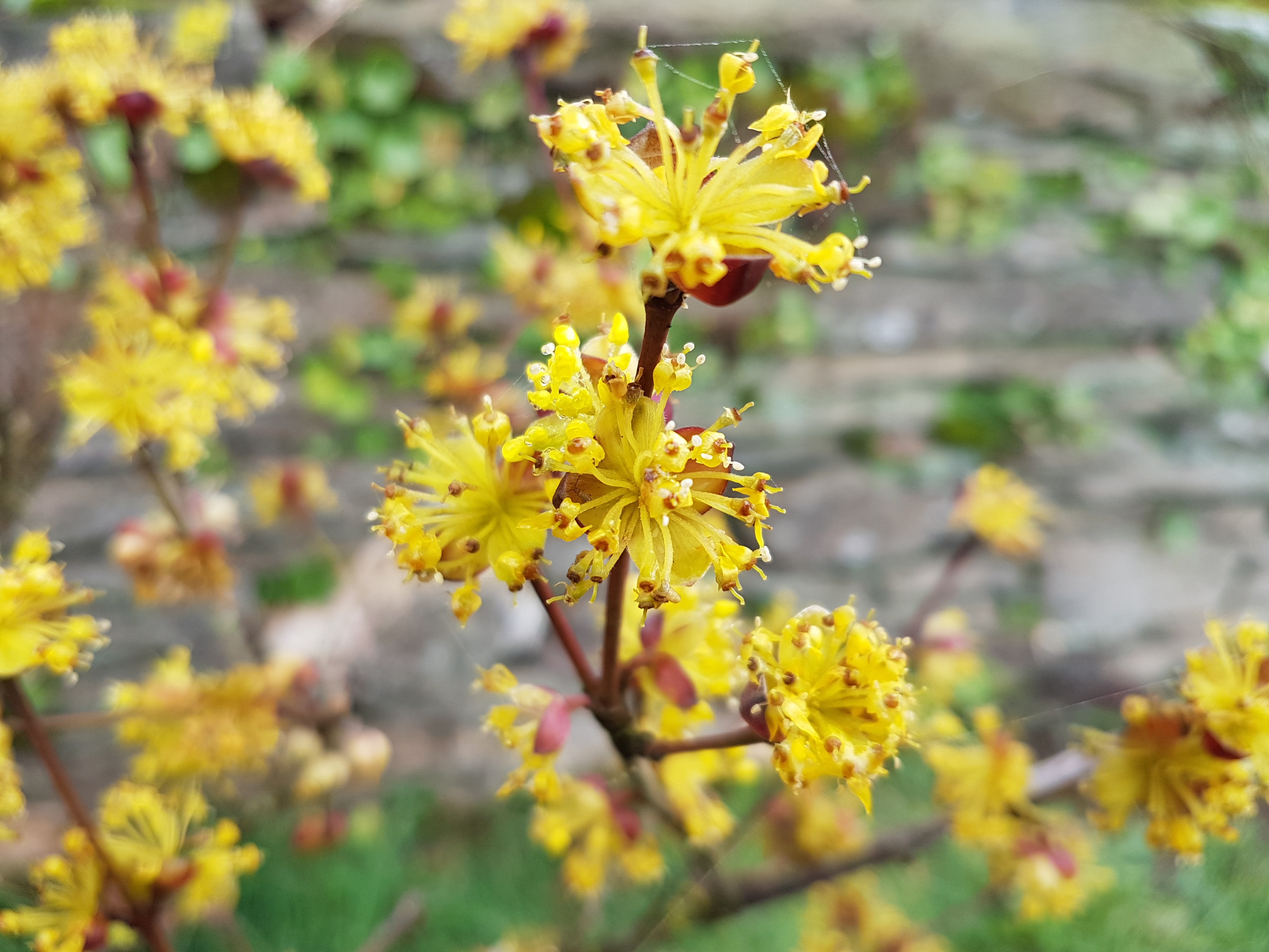 Cornus officinalis