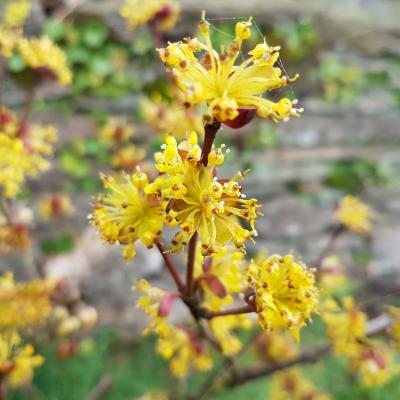 Cornus officinalis