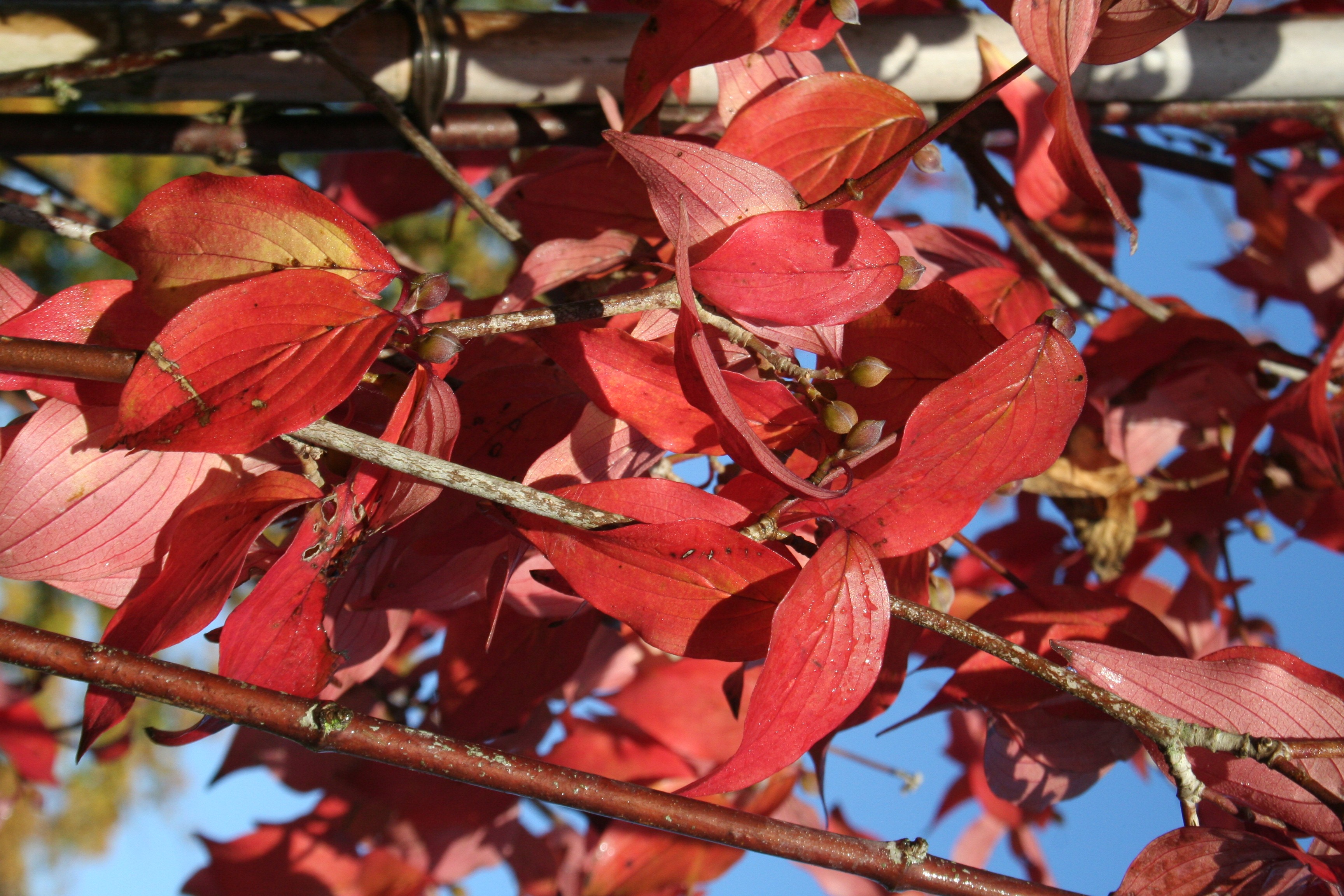 Cornus officinalis 'Robin's Pride'