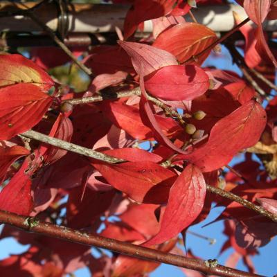 Cornus officinalis 'Robin's Pride'