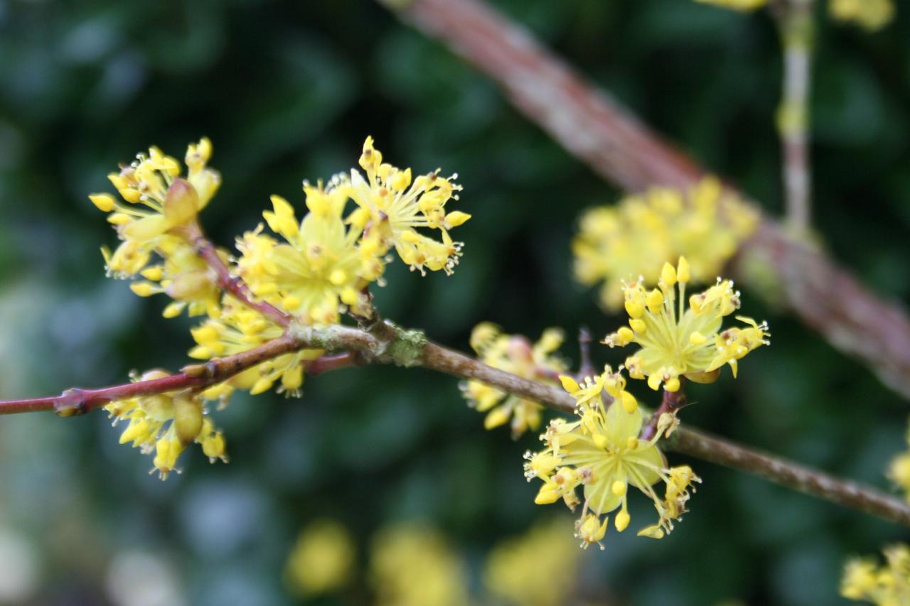 Cornus officinalis 'Robin's Pride'