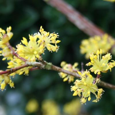 Cornus officinalis 'Robin's Pride'