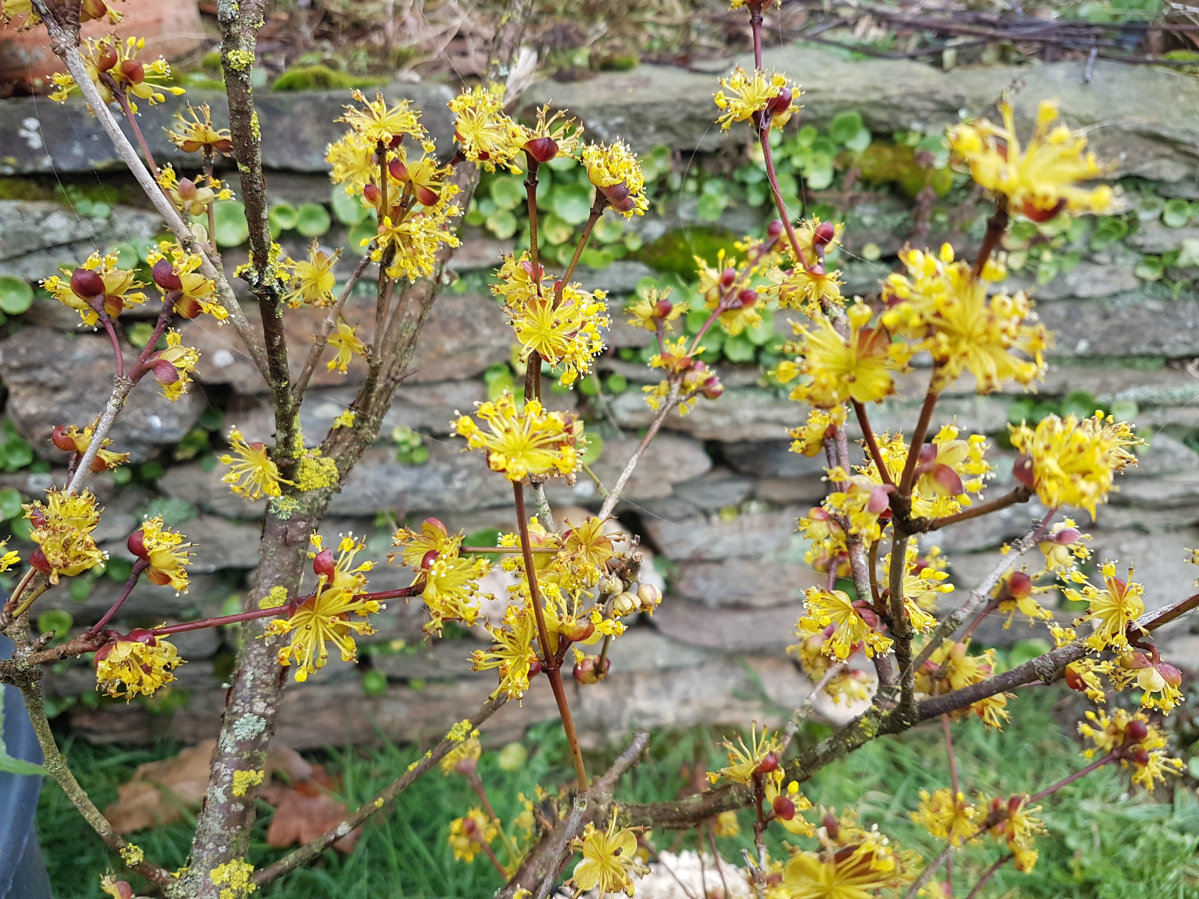 Cornus officinalis