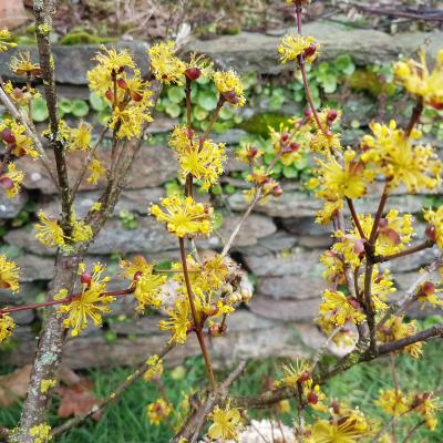 Cornus officinalis