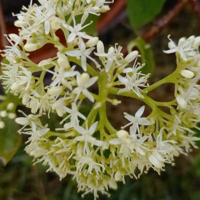 Cornus (bot.) pumila